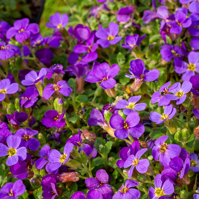 3 Aubriètes Hamburger Stadtpark