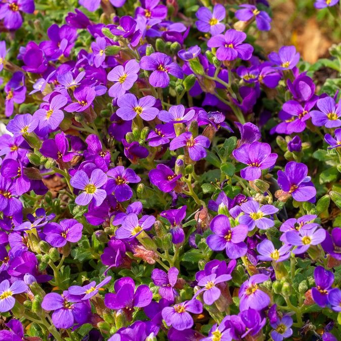 3 Aubriètes Hamburger Stadtpark