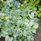 Myosotis du Caucase Looking Glass