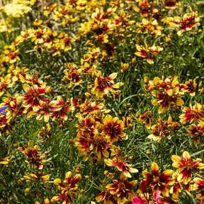 Coreopsis Bengal Tiger