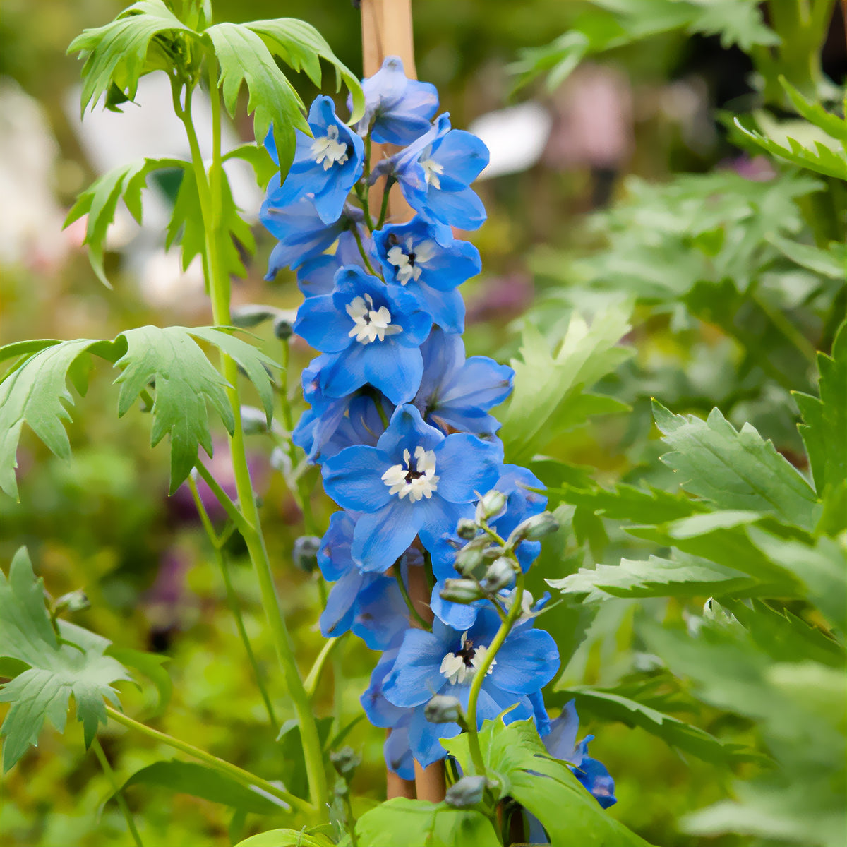 3 Delphiniums géants Summer Skies - Willemse