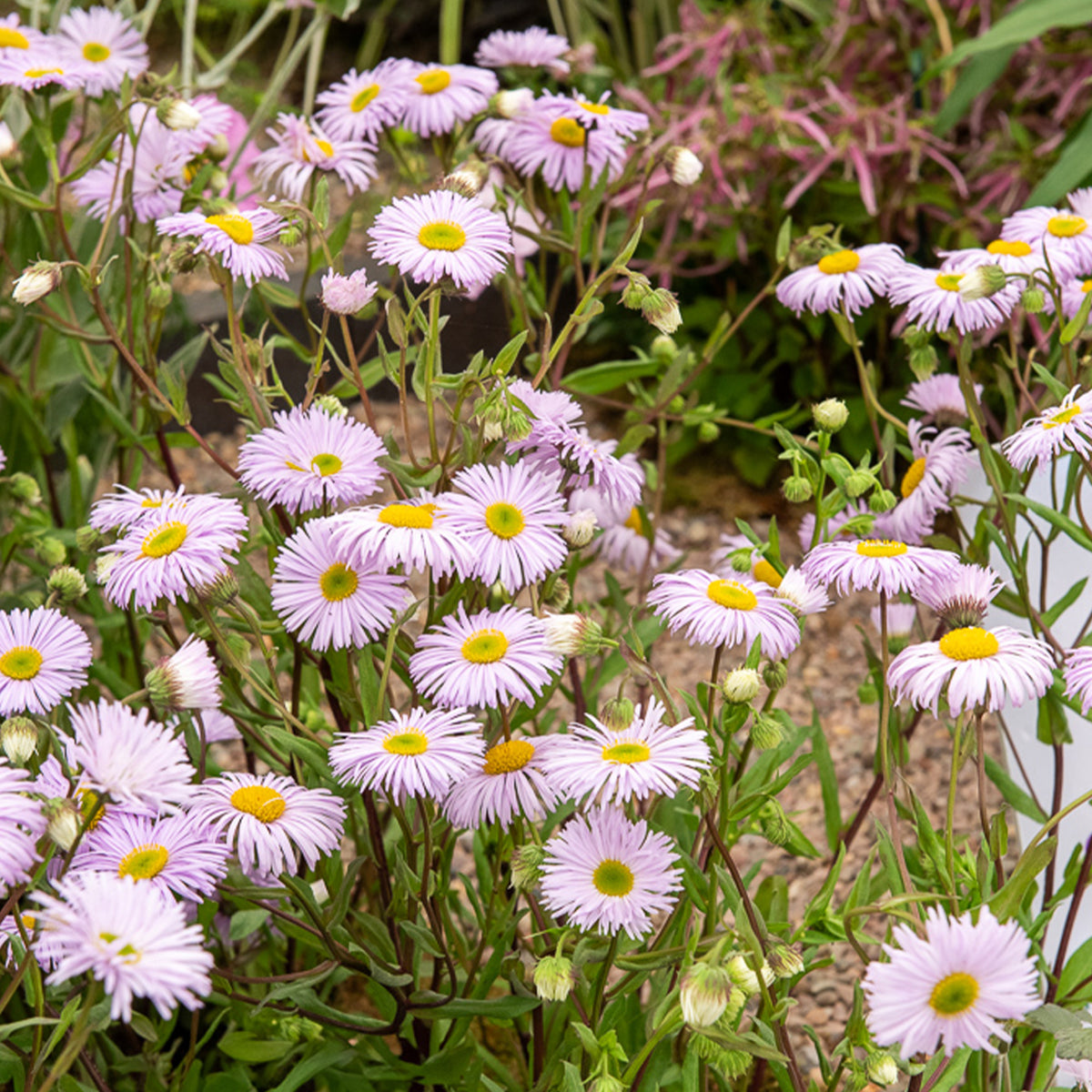 Vergerette Quakeress - Erigeron - Willemse