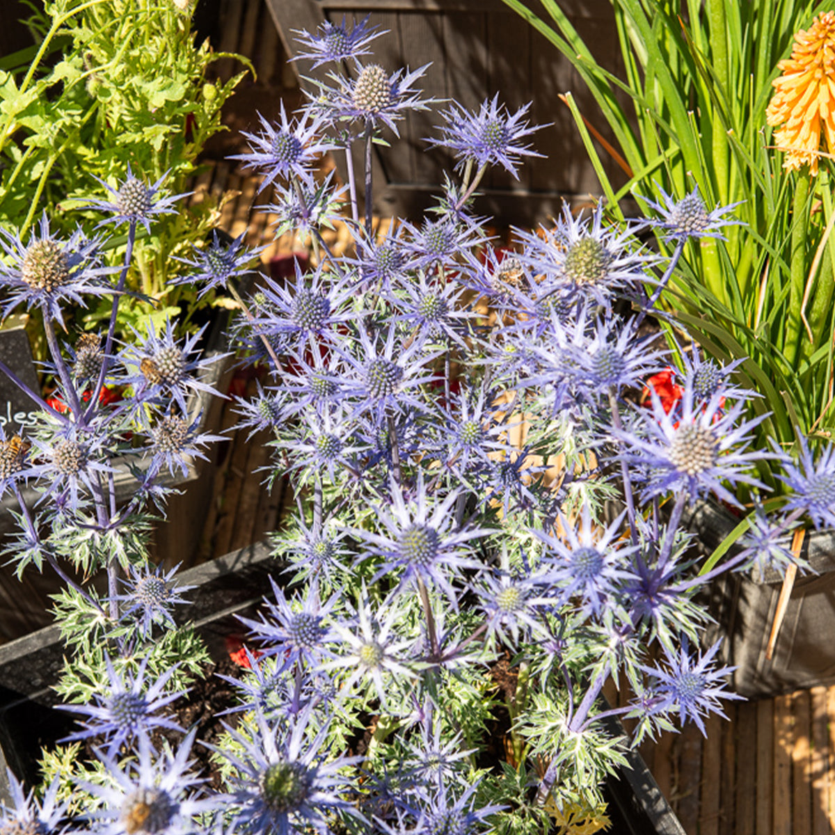 Panicaut maritime Lapis Blue - Eryngium yuccifolium - Willemse