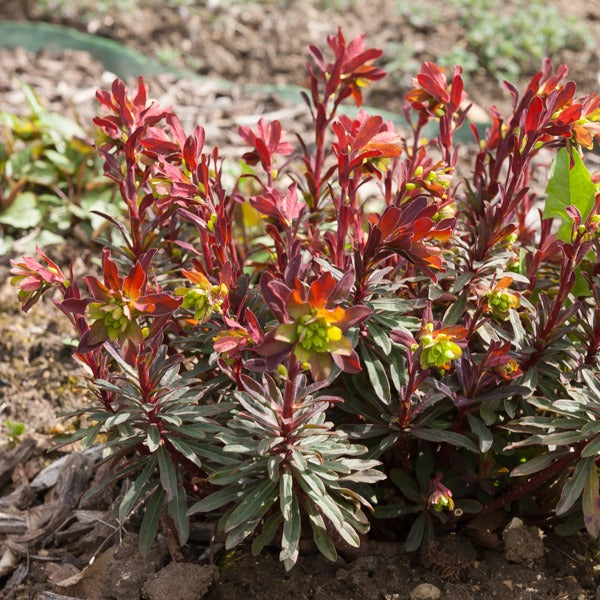 Euphorbe des bois pourpre - Euphorbia amygdaloides purpurea - Willemse