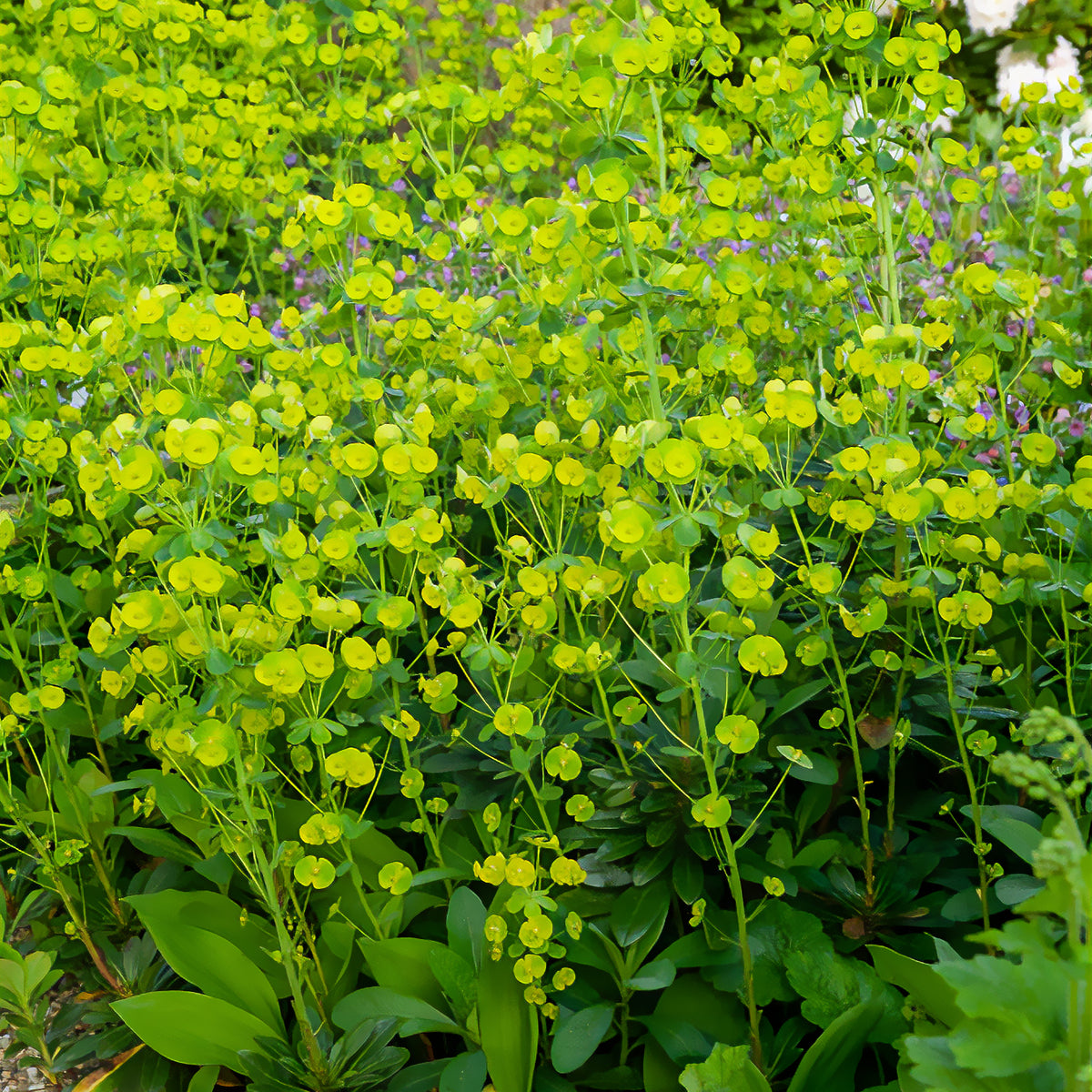 Euphorbe des bois - Euphorbia characias tasmanian tiger - Willemse