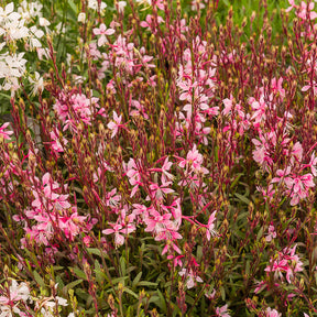 Gaura Cherry Brandy