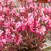 Gaura Crimson Butterflies