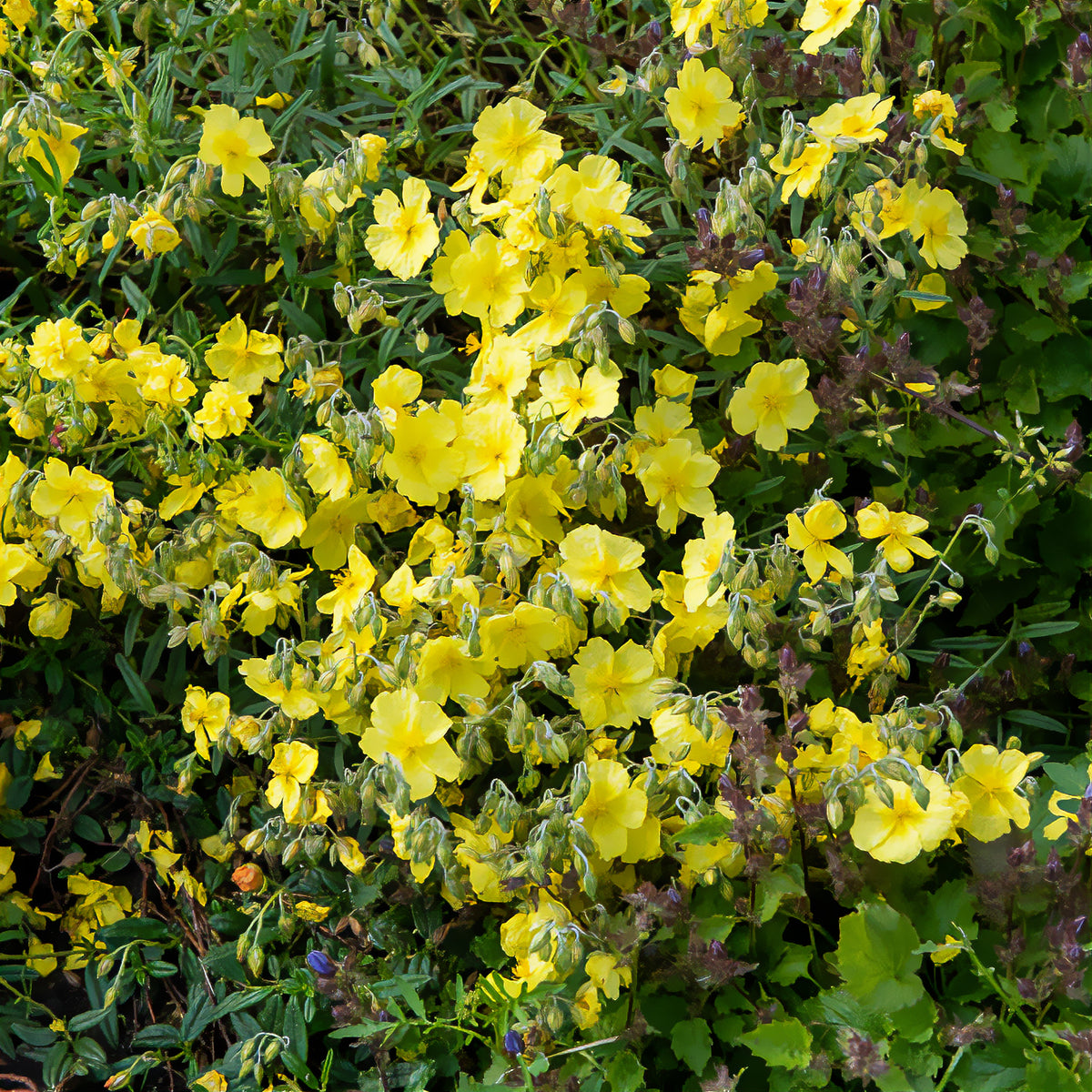 Hélianthème Golden Queen - Willemse