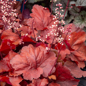 Heuchera Fire Alarm