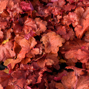 Heuchera Fire Alarm