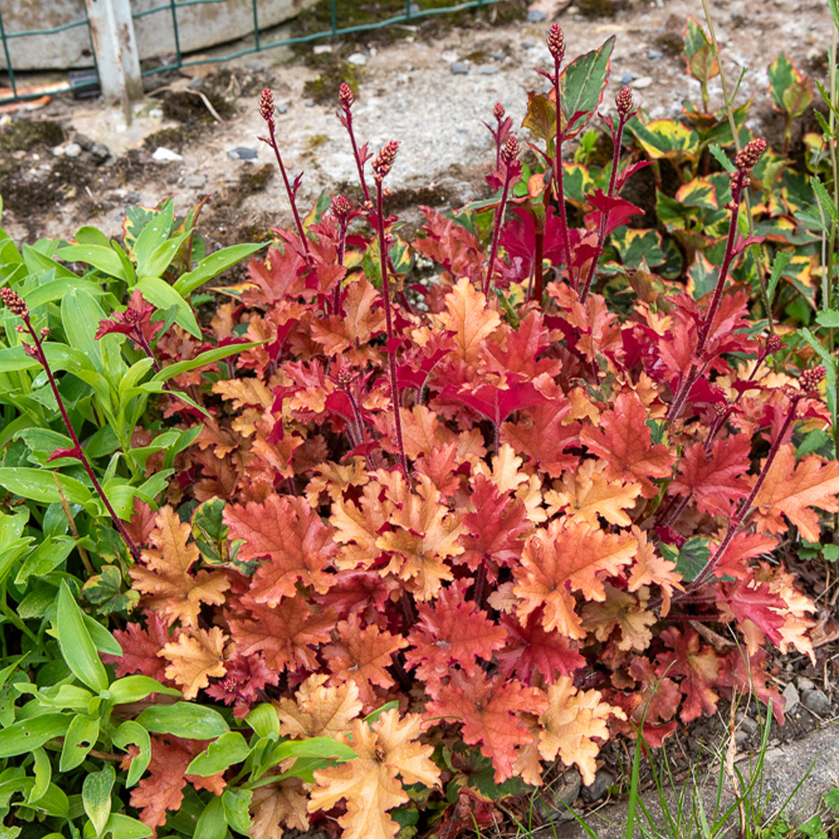 Heuchère Marmalade - Heuchera marmalade - Willemse