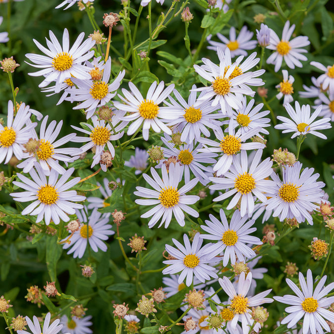 3 Kaliméris Charlotte - Kalimeris incisa Charlotte - Willemse