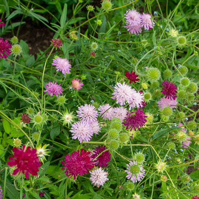 Petite scabieuse de Macédoine Melton Pastels