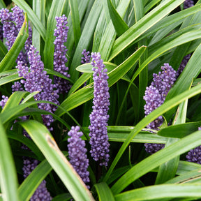 Liriope muscari