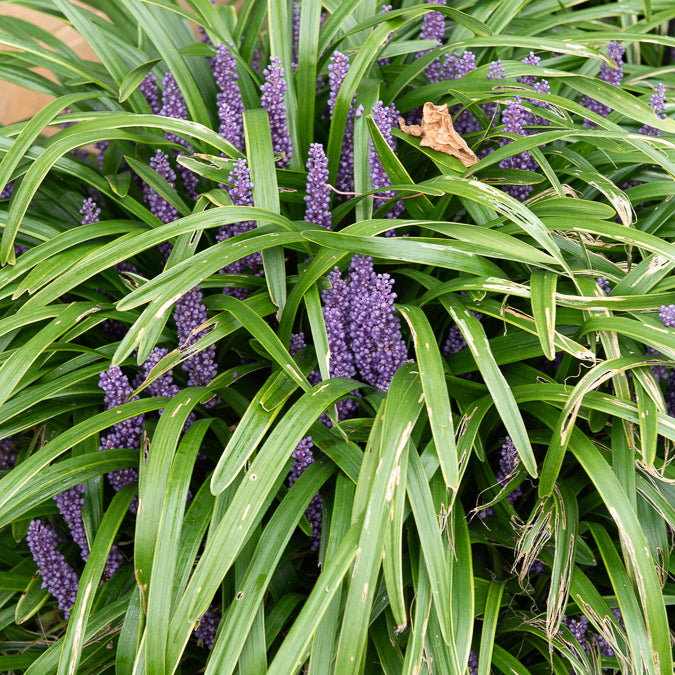 Liriope muscari