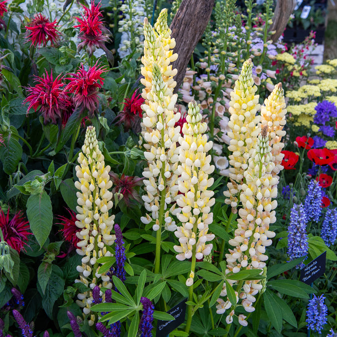 3 Lupins Chandelier