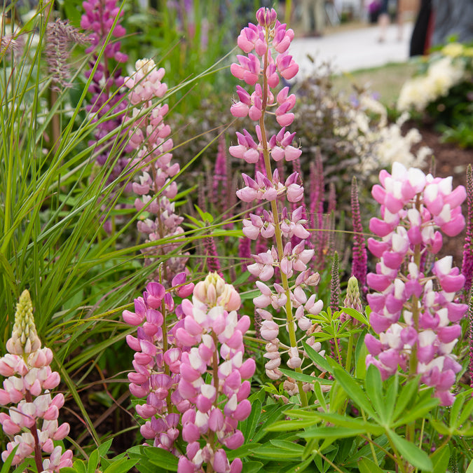 3 Lupins Gallery Pink