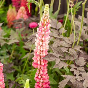 3 Lupins Gallery Pink