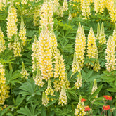 3 Lupins Gallery Yellow