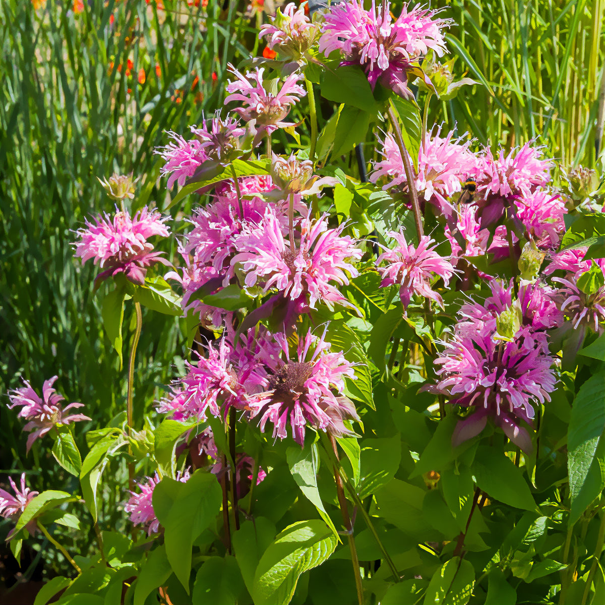 Monarde Beauty of Cobham - Monarda beauty of cobham - Willemse