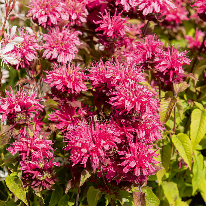 Monarde Pink Lace