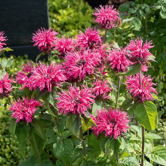 Monarde Pink Lace