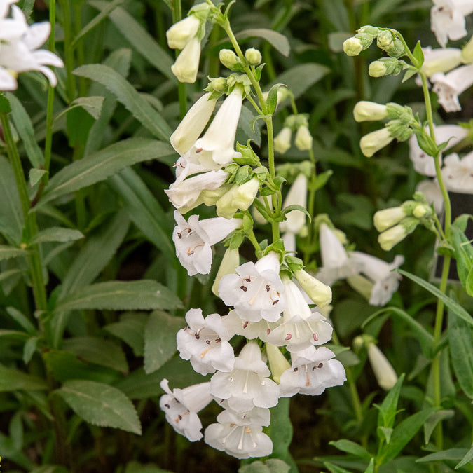 Galane White Bedder - Penstemon - Penstemon White Bedder - Willemse