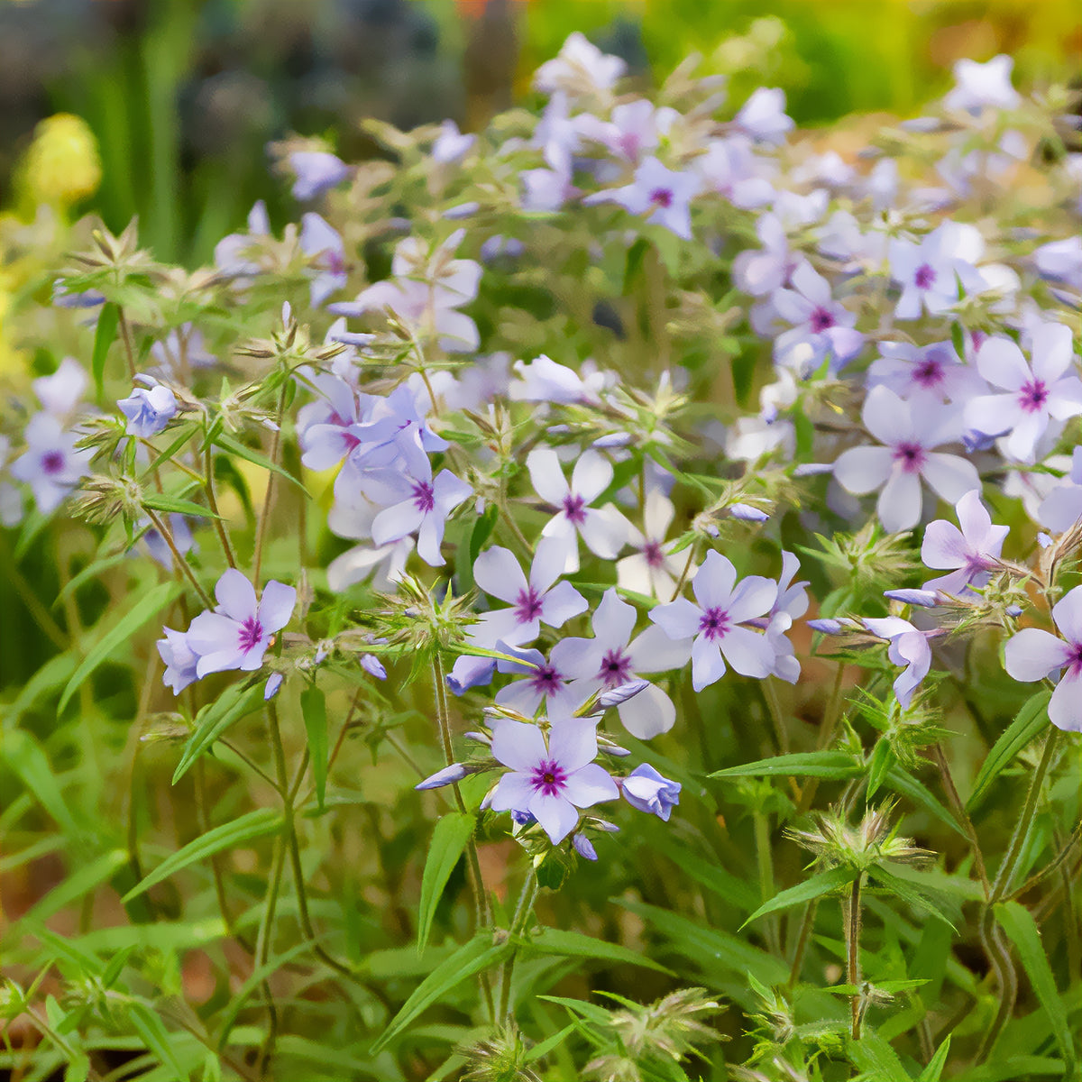 Phlox divaricata Chattahoochee - Phlox divaricata chattahoochee - Willemse