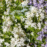 3 Phlox mousse White Delight