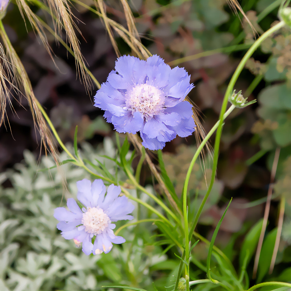 Scabieuse du Caucase Perfecta - Scabiosa caucasica perfecta - Willemse