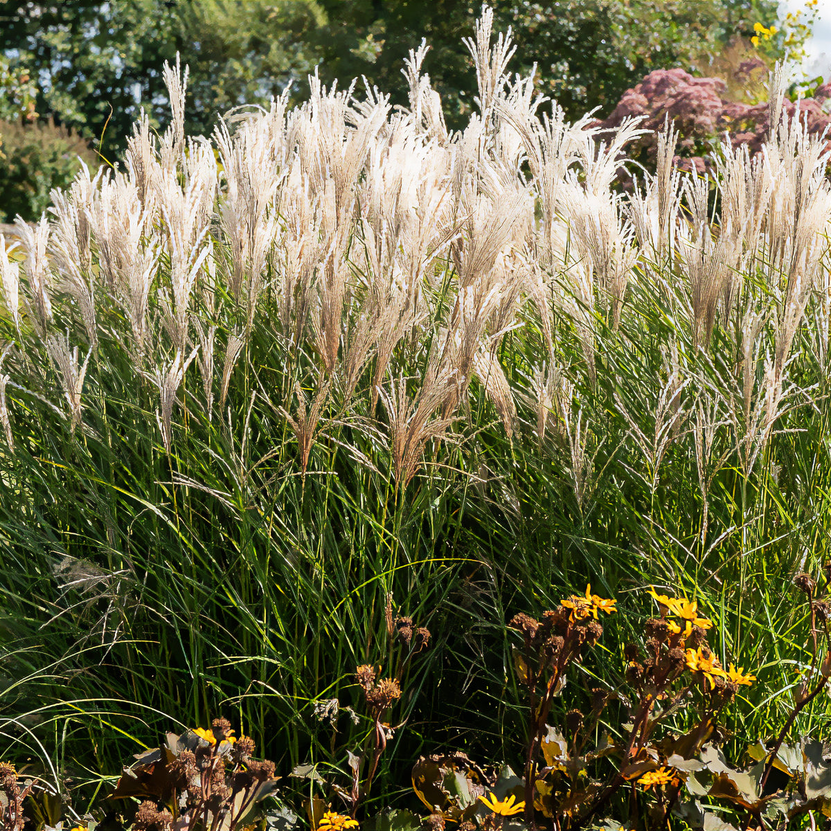 Eulalie Kleine Fontäne - Miscanthus sinensis kleine fontäne - Willemse