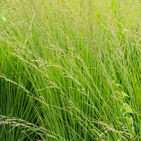 Molinie bleue Heidebraut - Molinia caerulea heidebraut - Plantes