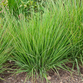 Molinie bleue Heidebraut - Molinia caerulea heidebraut - Plantes