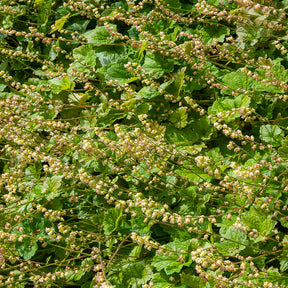 3 Tellime à grandes fleurs Rubra