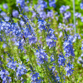 Véronique d'Autriche Royal Blue