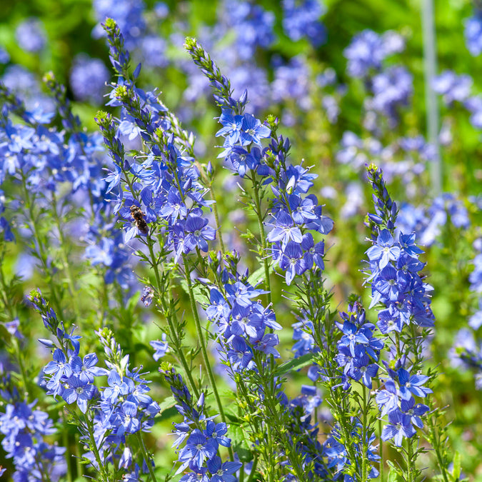 Véronique d'Autriche Royal Blue