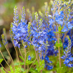 Véronique d'Autriche Royal Blue