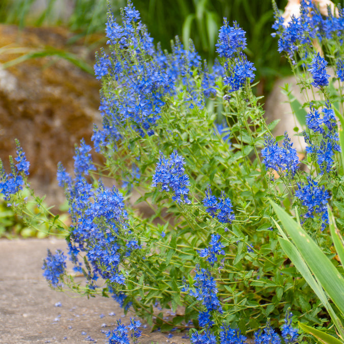 Véronique d'Autriche Royal Blue