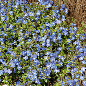 Véronique rampante Georgia Blue