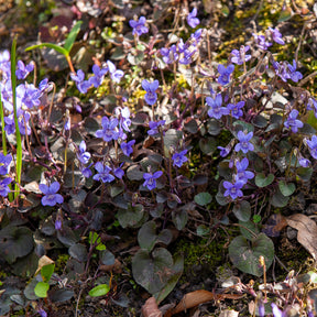 3 Violettes de Labrador