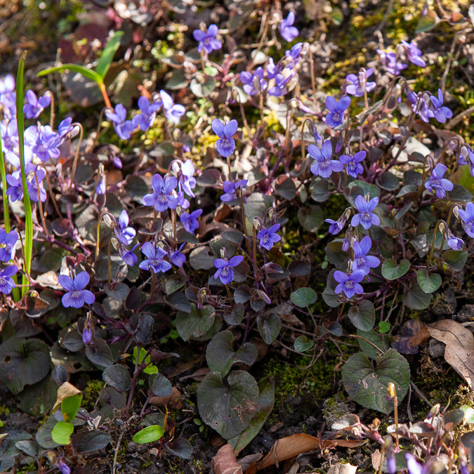 3 Violettes de Labrador - Willemse