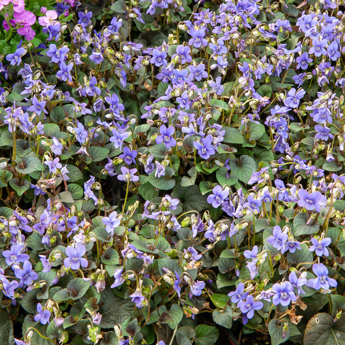 3 Violettes de Labrador