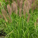 Herbe aux écouvillons Japonicum - Pennisetum - Pennisetum alopecuroides japonicum - Plantes