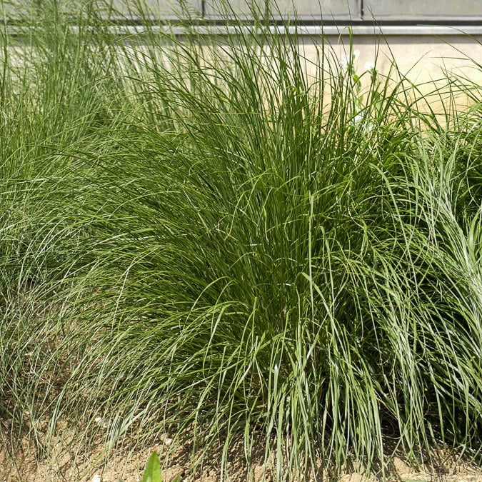 Herbe aux écouvillons Japonicum - Pennisetum - Pennisetum alopecuroides japonicum - Plantes