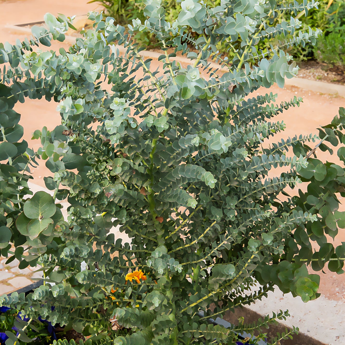 Eucalyptus cendré Silver Dollar - Eucalyptus cinerea ‘silver dollar’ extra - Willemse