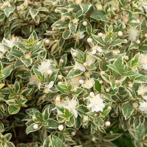 Myrte commun Variegata - Myrtus communis 'variegata' - Plantes