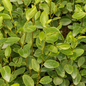 3 Grisélines - Griselinia lucida - Plantes