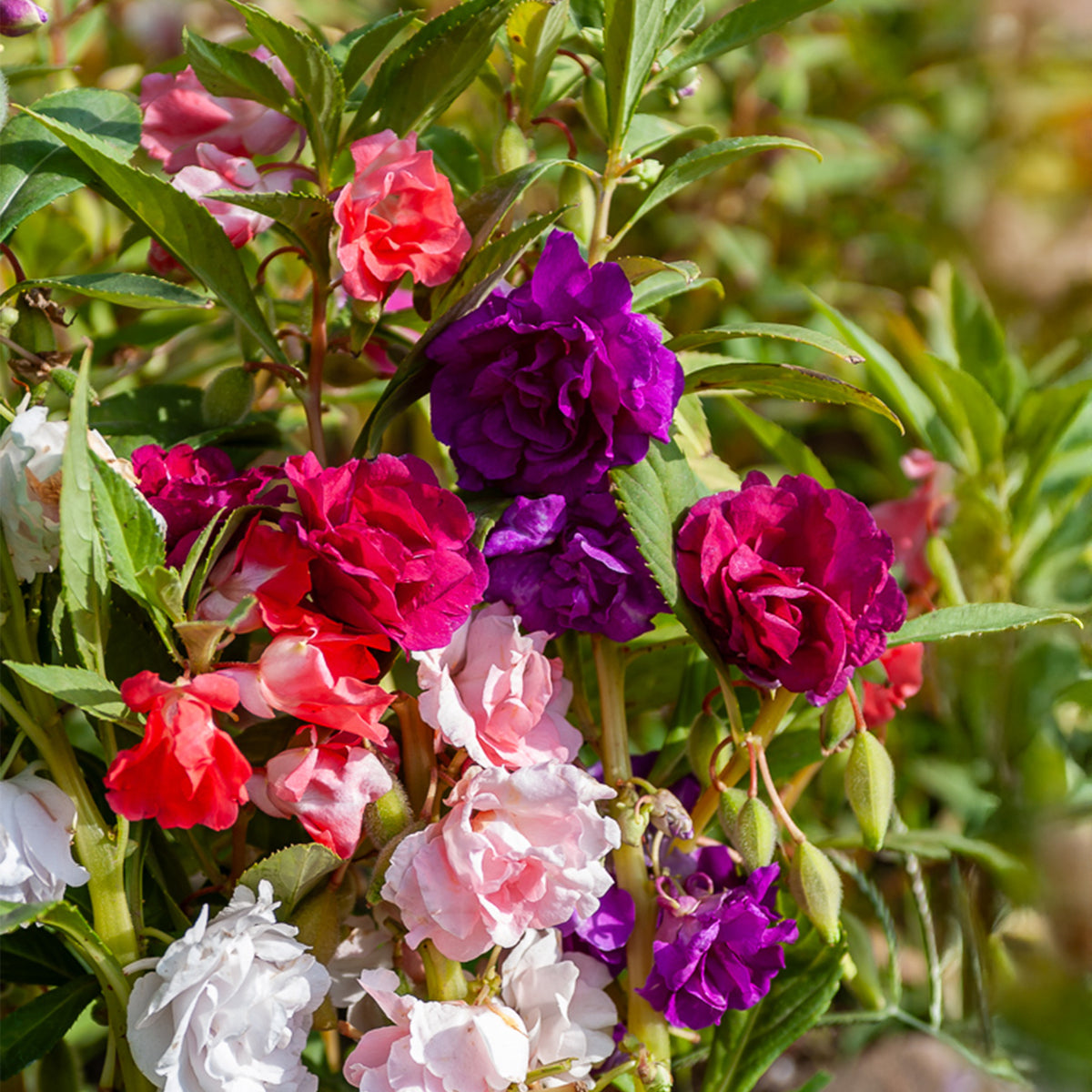 Balsamine à fleurs de camélia en mélange - Willemse