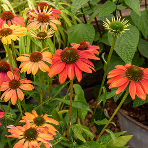 Rudbeckia pourpre Cheyenne Spirit - Echinacea