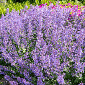 Nepeta Junior Walker